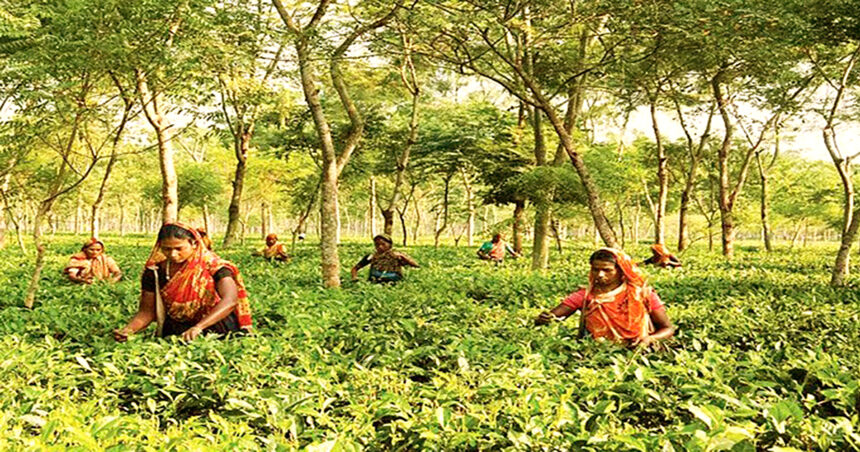 ১৬৯ বছরের ইতিহাসে চা উৎপাদনের লক্ষ্যমাত্রা নতুন রেকর্ডের সম্ভাবনা