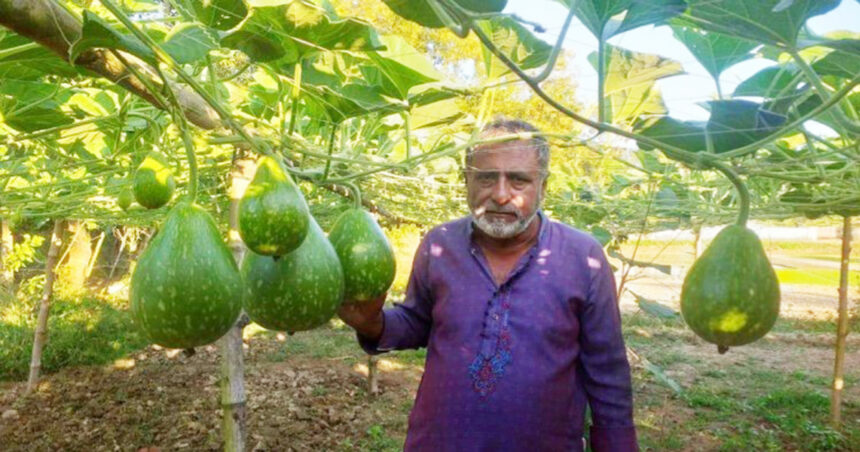 লাউ চাষে স্বাবলম্বী শাহাজান ভূঁইঞা