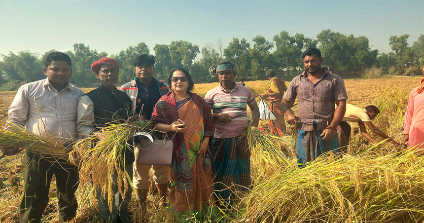 রাণীশংকৈলে কৃষক লীগের কৃষকের ধান কাটা কর্মসূচির উদ্বোধন