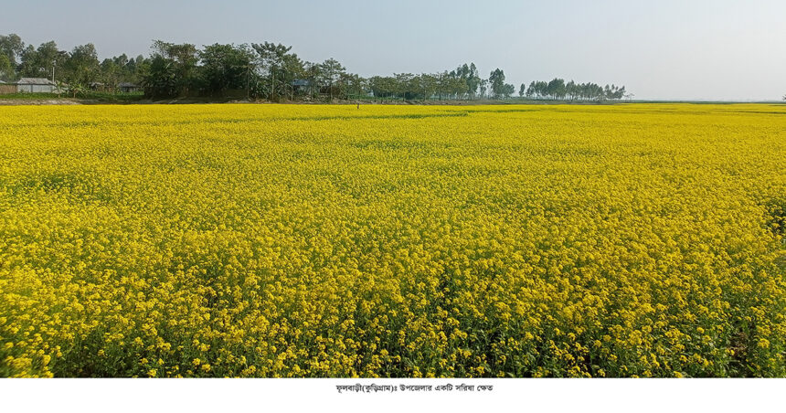 ফুলবাড়ীতে লক্ষ্যমাত্রা ছাড়িয়েছে সরিষা চাষ, ভাল ফলনের আশা