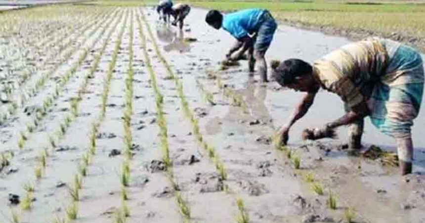 দুশ্চিন্তার ভাঁজ বোরো চাষিদের!