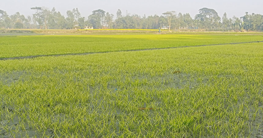 ফুলবাড়ীতে বোরো বীজতলা কোল্ড ইনজুরিতে আক্রান্ত