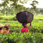 শ্রীমঙ্গলে মৌসুমের প্রথম চা নিলাম শুরু