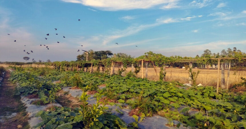 হাওর পাড়ে সবজি চাষে আয়েশার সাফল্য