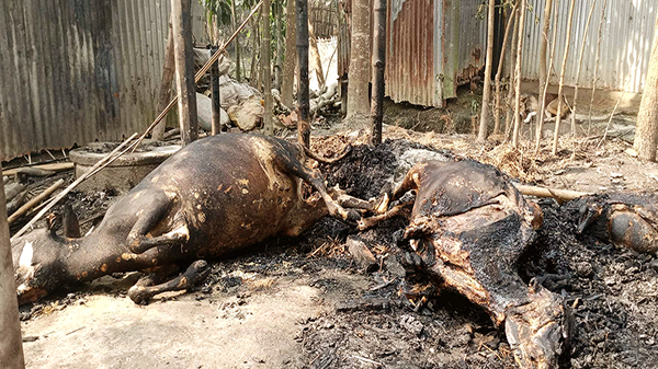 ভয়াবহ অগ্নিকাণ্ডে ৩টি পরিবারের ৭টি ঘর ভষ্মিভুত, ১০ লক্ষাধিক টাকার ক্ষতি