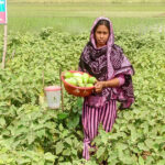 বিষমুক্ত সব্জি উৎপাদন করে লাভবান হলেন যারা