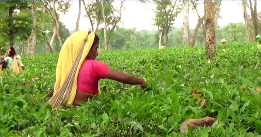 বৈরি আবহাওয়া ও লোডশেডিং চায়ের উৎপাদন কমেছে