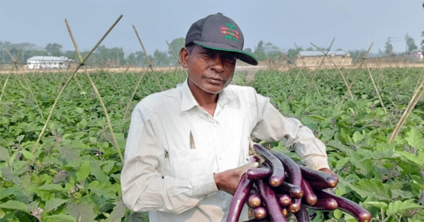 শ্রীমঙ্গলে পার্পলকিং চাষে মডেল চাষি অবিনয়