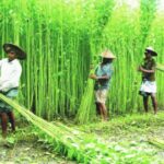 বিশ্বের শীর্ষ পাট উৎপাদনকারী দেশ এখন বাংলাদেশ