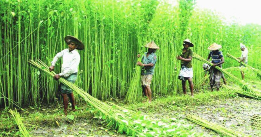 বিশ্বের শীর্ষ পাট উৎপাদনকারী দেশ এখন বাংলাদেশ