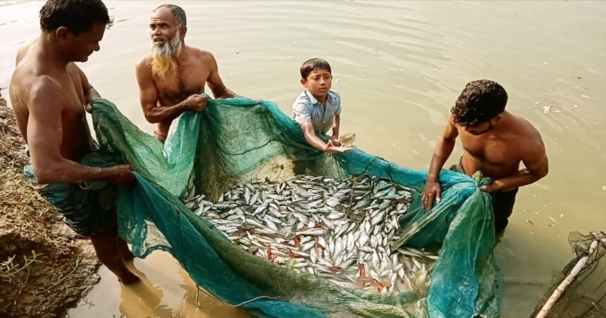 নেত্রকোণায় পুকুরে বিষ প্রয়োগে ১০ লক্ষ টাকা ক্ষতি