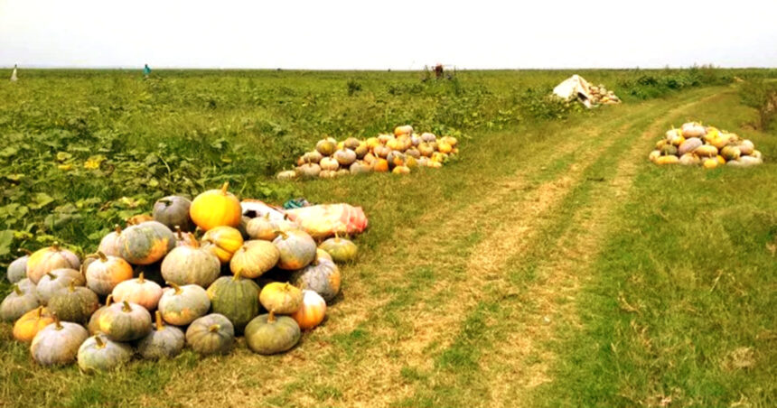 আনন্দে ঘা ভাসাচ্ছে হাওর পাড়ের কৃষকরা