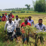 রাণীশংকৈলে কৃষকের ধান কেটে দিয়ে কৃষকলীগের ধান কাটা কার্যক্রমের উদ্বোধন