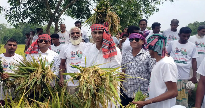 নেত্রকোণায় কৃষকের পাকা ধান কেটে দিলো সেচ্ছাসেবকলীগের নেতাকর্মীরা