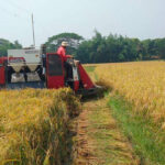 সমলয় পদ্ধতিতে ধান চাষে বাম্পার ফলন, খুশি কৃষক