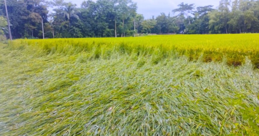 ঘূর্ণিঝড়ে ফসলের ব্যাপক ক্ষয়ক্ষতির আশঙ্কা