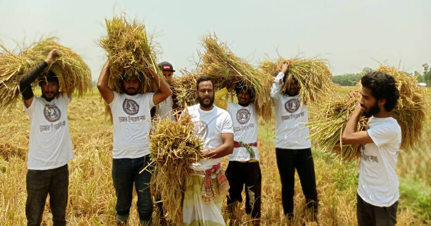 ডোমারে কৃষকের ধান কেটে দিলো ছাত্রলীগ