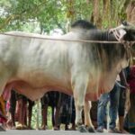 কৃষকের কোরবানির গরু উপহার গ্রহণ করলেন প্রধানমন্ত্রী