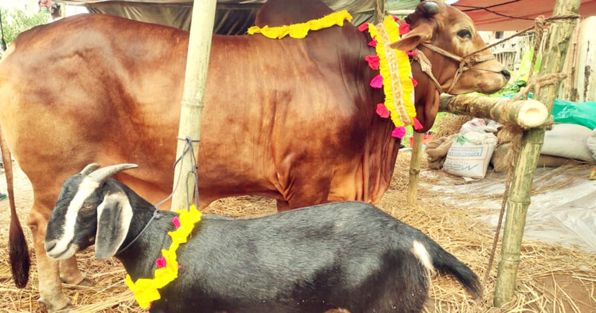 কক্সবাজারে গরু কিনলে ছাগল ফ্রি