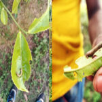 কীটপতঙ্গের আক্রমণ চা বাগানে