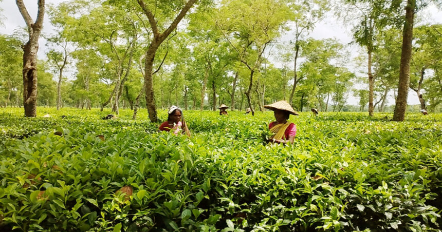 চা উৎপাদনে নতুন রেকর্ড তৈরির সম্ভাবনা