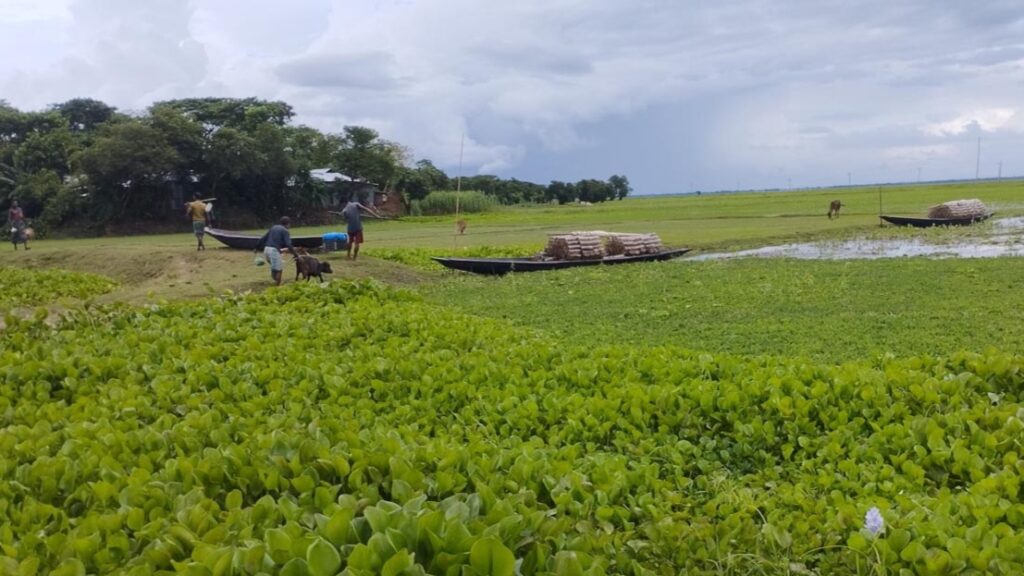 কাউয়াদীঘি হাওর