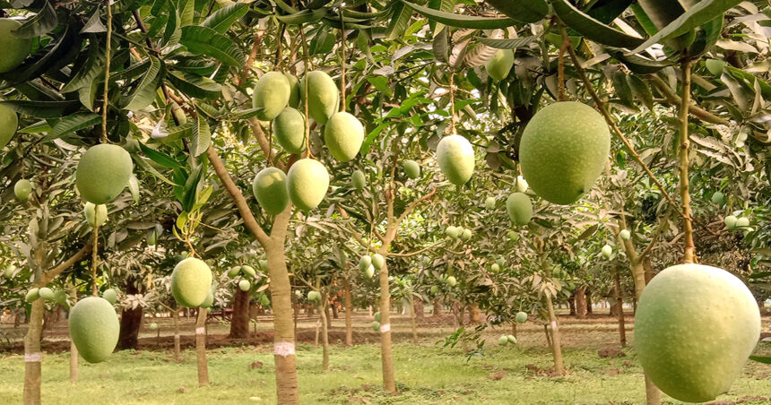 নওগাঁ জেলায় এ বছর ১ হাজার ৮শ ৯০ কোটি টাকার আম উৎপাদিত হয়েছে