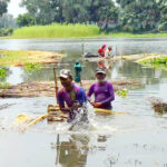 পাটের বাম্পার ফলন হলেও দাম নিয়ে হতাশায় পাট চাষিরা