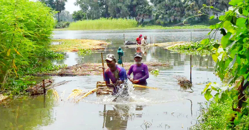 পাটের বাম্পার ফলন হলেও দাম নিয়ে হতাশায় পাট চাষিরা