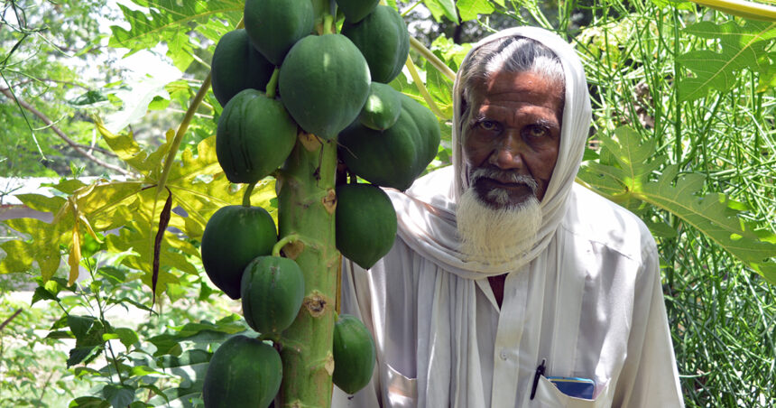 ফুলের চারা উৎপাদন করে স্বাবলম্বী আত্রাইয়ের মেছের আলী আকন্দ