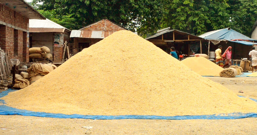 চলতি ২০২৪-২৫ অর্থবছরের আমন মৌসুমে ধান ও চালের সংগ্রহ মূল্য নির্ধারণ করেছে সরকার। আগামী ১৭ নভেম্বর থেকে শুরু হবে আমন ধান ও চাল সংগ্রহ অভিযান। আমন মৌসুমে ৩৩ টাকা দরে সাড়ে ৩ লাখ মেট্রিক টন ধান ও ৪৭ টাকা দরে সাড়ে ৫ লাখ মেট্রিক টন সিদ্ধ চাল সংগ্রহ করবে সরকার। আজ বুধবার (৬ নভেম্বর) সচিবালয়ে খাদ্য পরিকল্পনা ও পরিধারণ কমিটির (এফপিএমসি) সভায় এই মূল্য নির্ধারণ করা হয়। সভায় সভাপতিত্ব করেন অর্থ ও বাণিজ্য উপদেষ্টা ড. সালেহউদ্দিন আহমেদ।