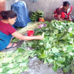 অনাবৃষ্টিতে পান চাষিদের কপালে হাত!