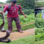 ১০ ফুট লম্বা অজগর সাপ উদ্ধার