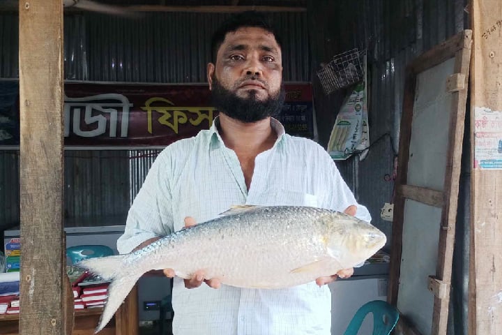 দুই কেজি ৬৫০ গ্রামের ইলিশ ১৩ হাজারে বিক্রি