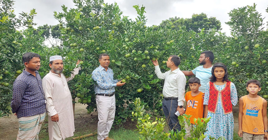 মাল্টা চাষ: খরচ এক লক্ষ, বিক্রি আট লক্ষ টাকা