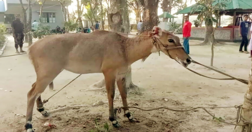 ঠাকুরগাঁওয়ে ভারতীয় নীলগাই উদ্ধার