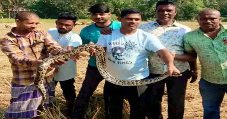 ১৩ কেজি ওজনের অজগর সাপ উদ্ধার