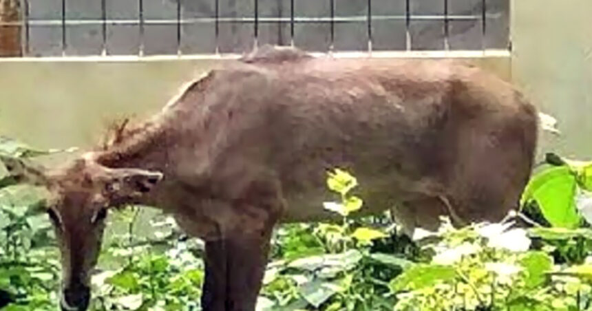 ঠাকুরগাঁওয়ে উদ্ধার হওয়া নীলগাইটি এখন গাজীপুরের সাফারি পার্কে