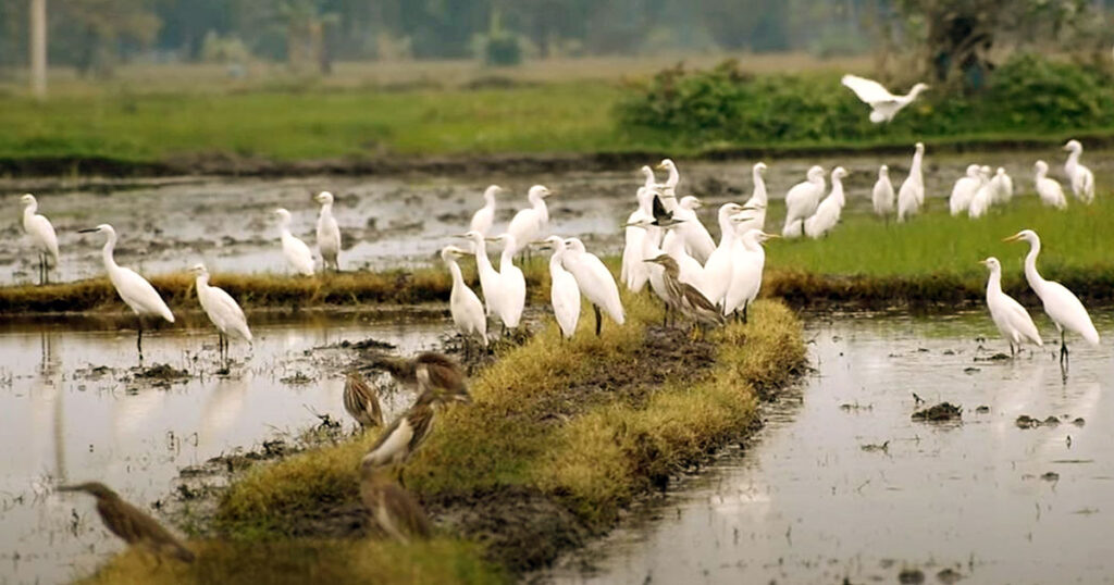 চলন বিলে অবাধে চলছে অতিথি পাখি শিকার