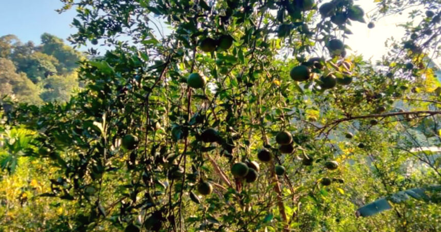 কমলার আকার বড় হওয়াতে খুশি, হতাশ উইপোকার আক্রমণে