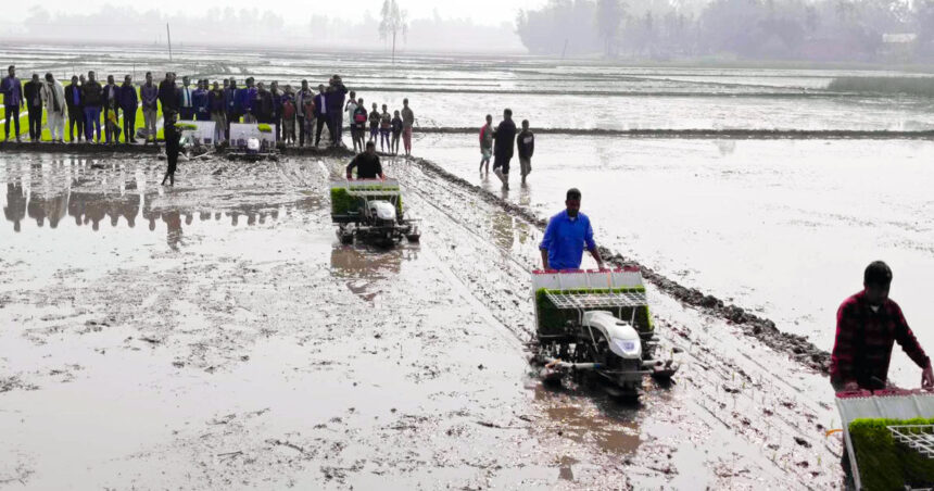 নীলফামারীর ডোমারে প্রদর্শনীতে রাইস ট্রান্সপ্লান্টের মাধ্যমে বোরো (হাইব্রীড) ধানের চারা রোপণ