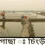 পাইকগাছায় চিংড়ী পোনার দাম বিগত বছর অপেক্ষা ৩-৪ গুণ বেশি-চাষীরা হতাশ