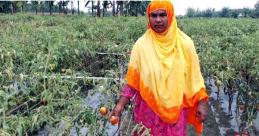 নীলফামারী জেলায় জনপ্রিয় হয়ে উঠছে গ্রীষ্মকালীন টমেটো চাষ