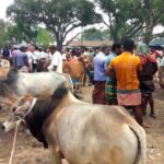 রাণীশংকৈলে কাতিহার পশুর হাটে এক লক্ষ টাকা জরিমানা