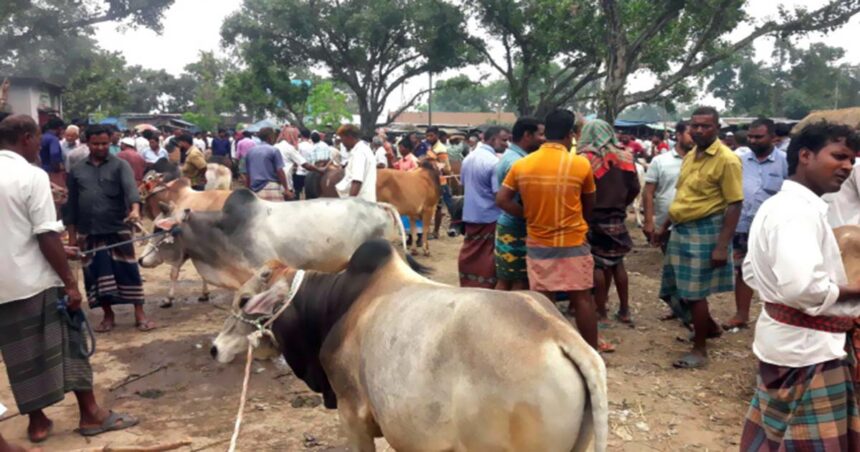 রাণীশংকৈলে কাতিহার পশুর হাটে এক লক্ষ টাকা জরিমানা