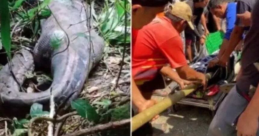 অজগরের পেটে মিলল নিখোঁজ নারীর লাশ