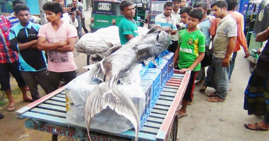 মৌলভীবাজারে বিশালাকৃতির বাঘাইড়ের মূল্য ৪ লাখ