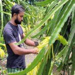 রংপুরের গঙ্গাচড়ায় ড্রাগন ফলের চাষে সফল হয়েছেন মাজহারুল কবির কাকঁন। তিনিই প্রথম বাণিজ্যিকভাবে ড্রাগন ফলের চাষ শুরু করেন। তবে এখন তার দেখাদেখি অনেকে শুরু করেছেন এ ফলের চাষ। মাজহারুলের বাড়ি রংপুরের গঙ্গাচড়া উপজেলার গজঘণ্টা ইউনিয়নের বাবুপাড়া গ্রামে। তিনি ঢাকার স্টামফোর্ড বিশ্ববিদ্যালয় থেকে আইন বিষয়ে স্নাতক ও স্নাতকোত্তর করেছেন।