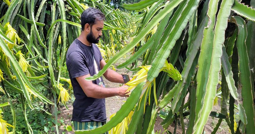 রংপুরের গঙ্গাচড়ায় ড্রাগন ফলের চাষে সফল হয়েছেন মাজহারুল কবির কাকঁন। তিনিই প্রথম বাণিজ্যিকভাবে ড্রাগন ফলের চাষ শুরু করেন। তবে এখন তার দেখাদেখি অনেকে শুরু করেছেন এ ফলের চাষ। মাজহারুলের বাড়ি রংপুরের গঙ্গাচড়া উপজেলার গজঘণ্টা ইউনিয়নের বাবুপাড়া গ্রামে। তিনি ঢাকার স্টামফোর্ড বিশ্ববিদ্যালয় থেকে আইন বিষয়ে স্নাতক ও স্নাতকোত্তর করেছেন।