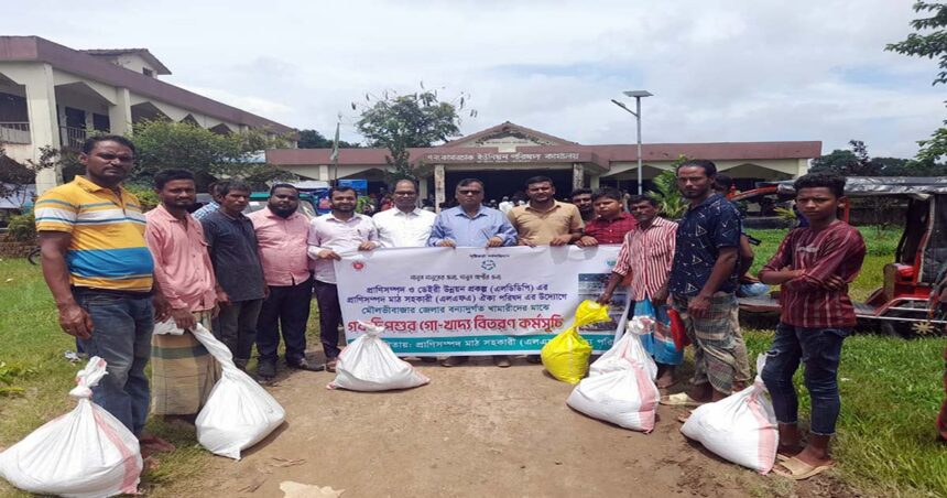 মৌলভীবাজারে বন্যাদুর্গত খামারিদের মাঝে গবাদি পশুর গো-খাদ্য বিতরণ কর্মসূচি